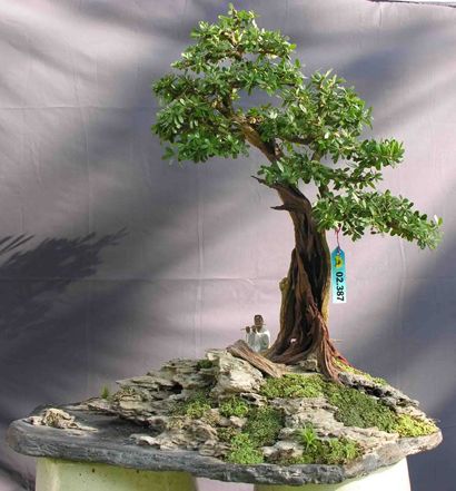 https://yeucaycanh.com/wp-content/uploads/images/stories/complete/lnvinh10.jpg