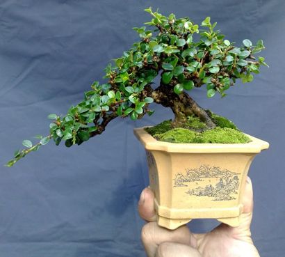 https://yeucaycanh.com/wp-content/uploads/images/stories/complete/lnvinh2.jpg