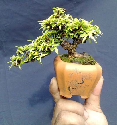 https://yeucaycanh.com/wp-content/uploads/images/stories/complete/lnvinh22.jpg