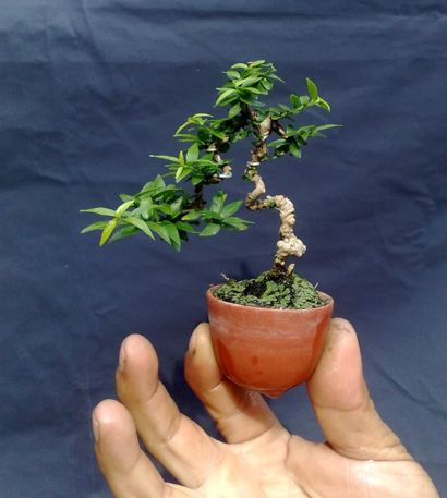 https://yeucaycanh.com/wp-content/uploads/images/stories/complete/lnvinh25.jpg