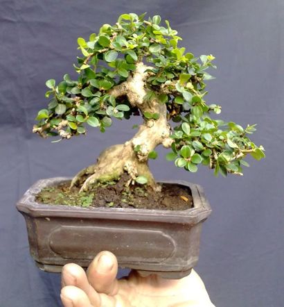 https://yeucaycanh.com/wp-content/uploads/images/stories/complete/lnvinh3.jpg