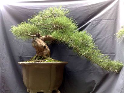 https://yeucaycanh.com/wp-content/uploads/images/stories/complete/lnvinh6.jpg