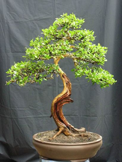 https://yeucaycanh.com/wp-content/uploads/images/stories/complete/lnvinh7.jpg