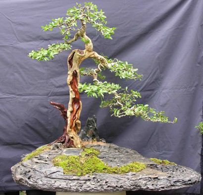https://yeucaycanh.com/wp-content/uploads/images/stories/complete/lnvinh8.jpg