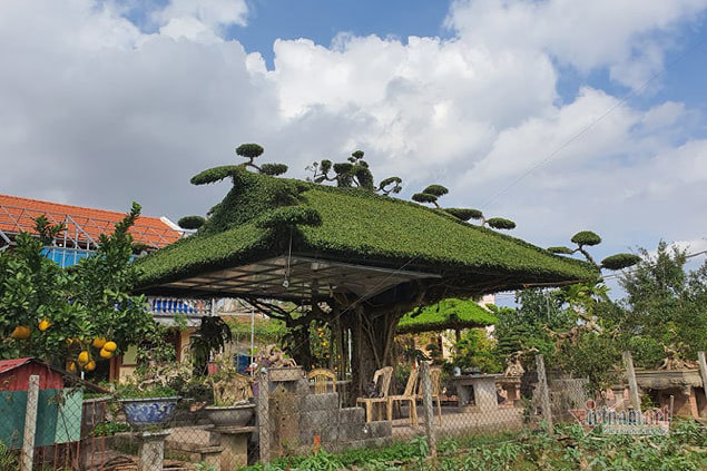 Siêu cây mái đình làng cổ độc nhất Bắc Bộ