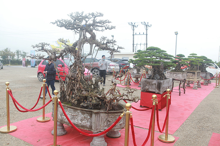 Dàn cây “triệu đô” xuất hiện tại Hà Nội - 3