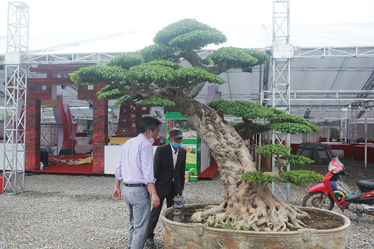 Dàn cây “triệu đô” xuất hiện tại Hà Nội - 4