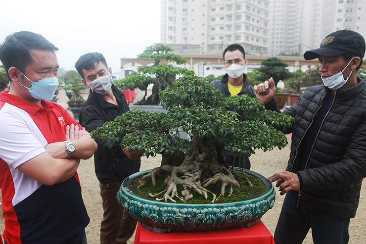 Dàn cây “triệu đô” xuất hiện tại Hà Nội - 9